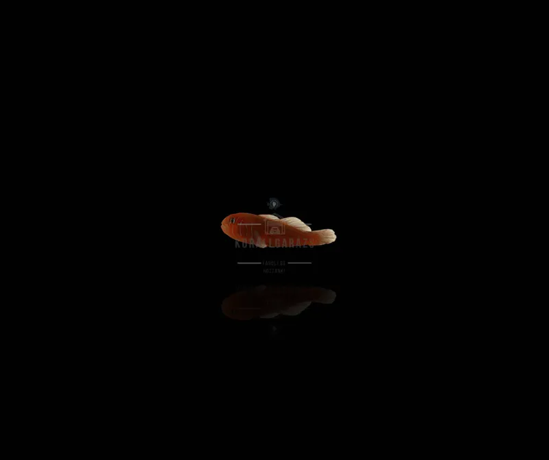 Gobiodon Quinquestrigatus